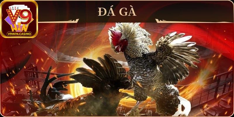 Hình thức Đá gà V9Win với những hoạt động đơn giản và dễ tham gia