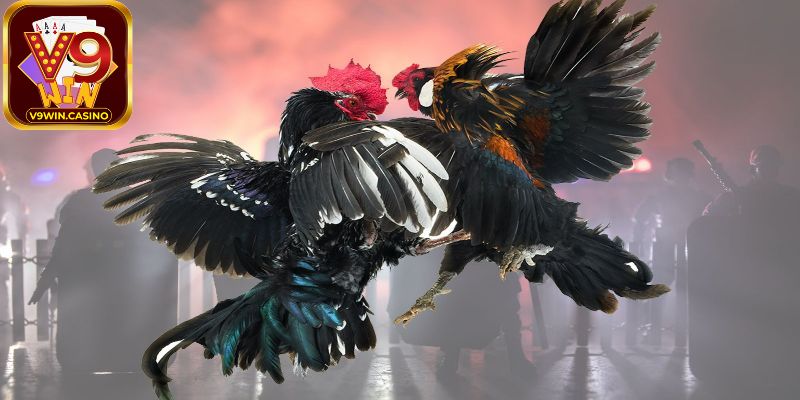 Hình thức Đá gà V9Win là gì?